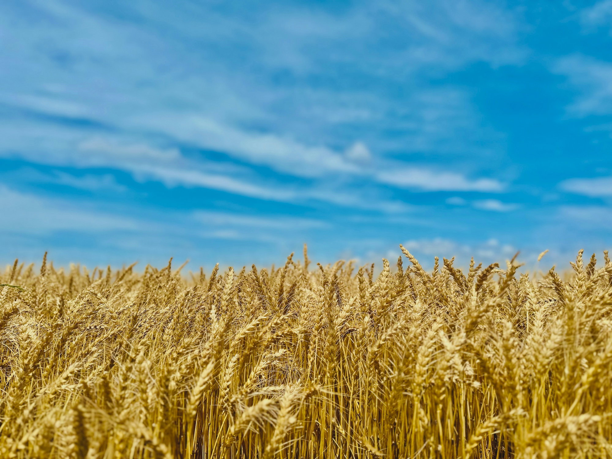 Wheat field under a bright, blue sky.